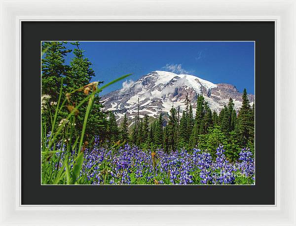Mt Rainier with purple flowers - Framed Print