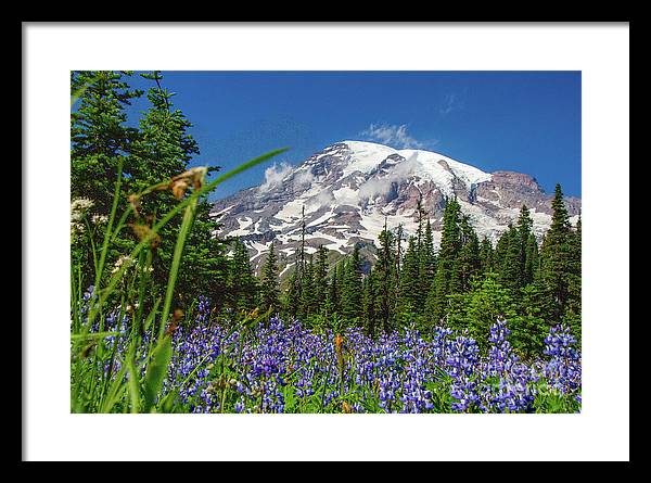 Mt Rainier with purple flowers - Framed Print
