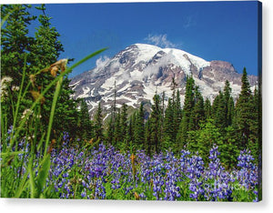 Mt Rainier with purple flowers - Acrylic Print