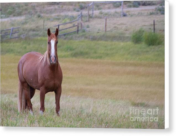 Brown Horse in Field - Canvas Print