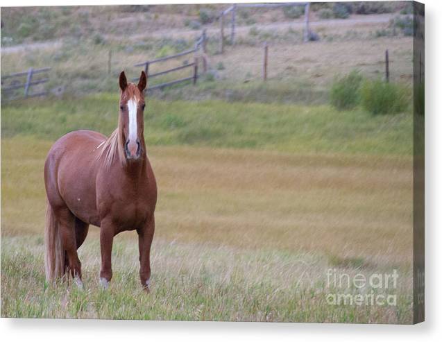 Brown Horse in Field - Canvas Print
