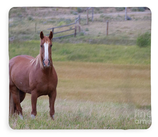 Brown Horse in Field - Blanket