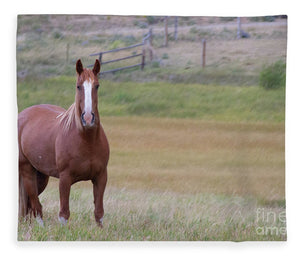Brown Horse in Field - Blanket