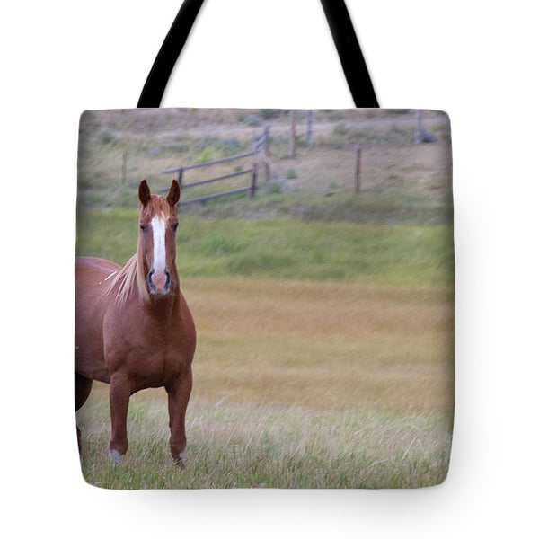 Brown Horse in Field - Tote Bag