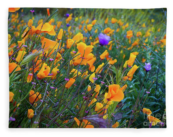 California Poppies during the 2019 Superbloom - Blanket