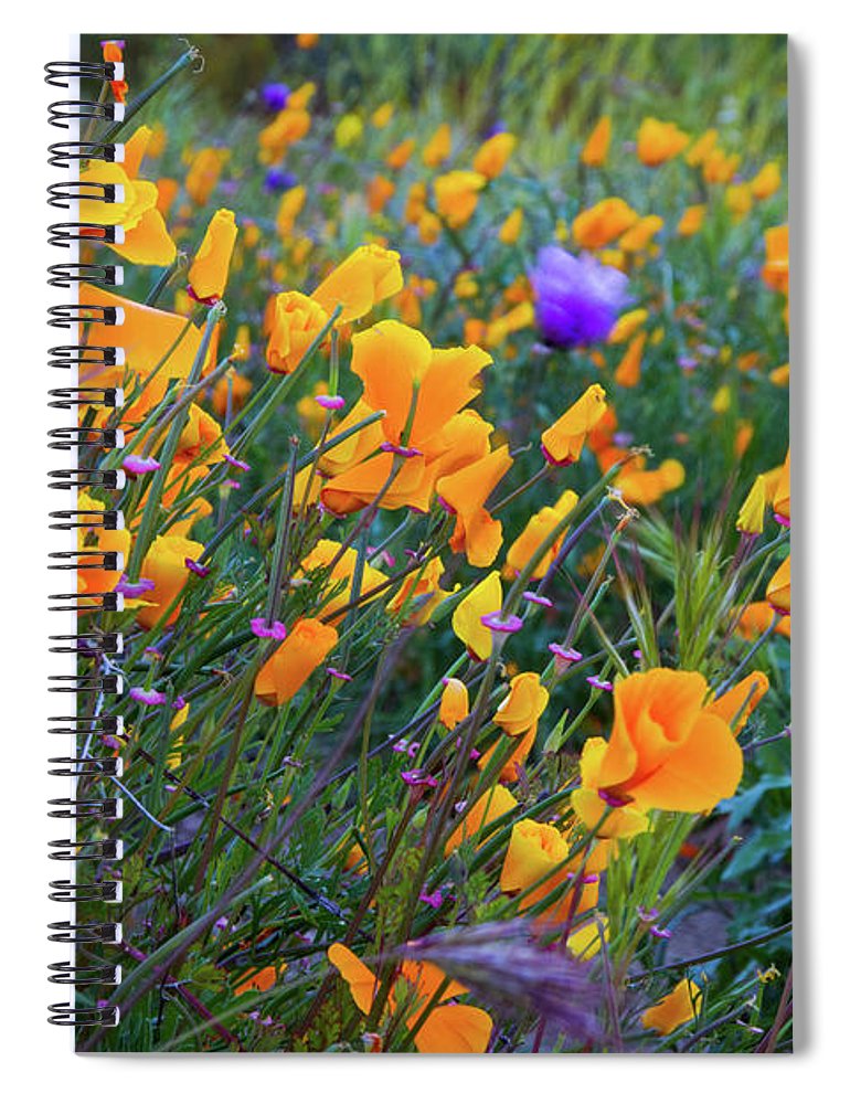 California Poppies during the 2019 Superbloom - Spiral Notebook