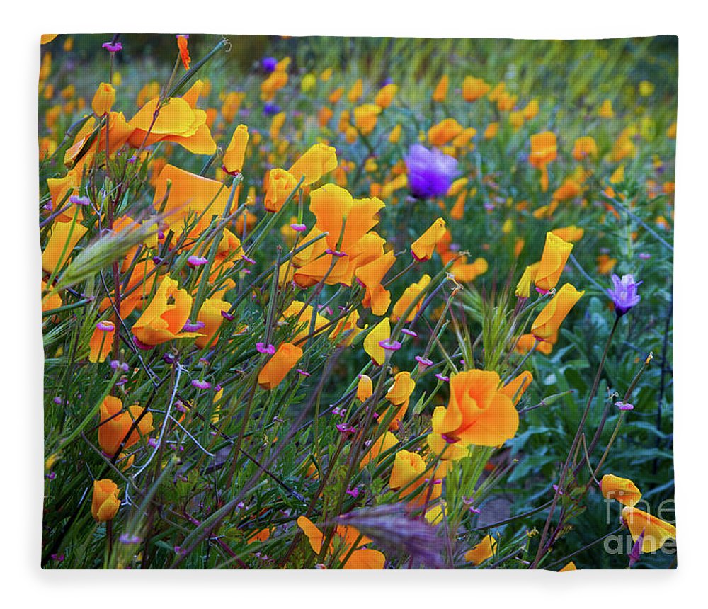 California Poppies during the 2019 Superbloom - Blanket