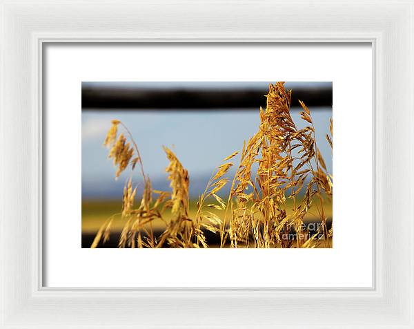 Grass - Framed Print