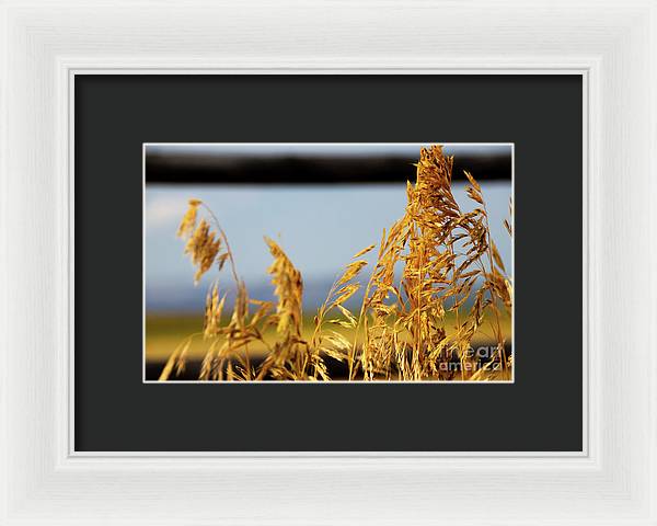 Grass - Framed Print