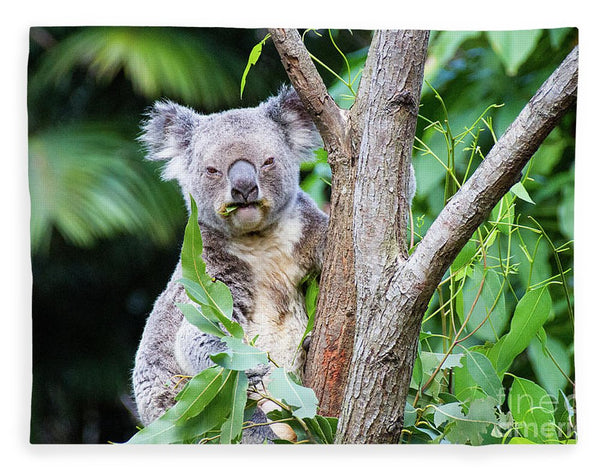 Koala at the Animal Sanctuary in Currumbin Queensland - Blanket