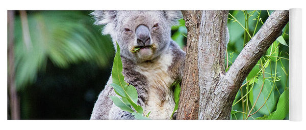 Koala at the Animal Sanctuary in Currumbin Queensland - Yoga Mat