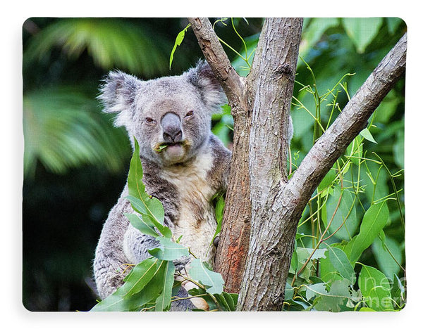 Koala at the Animal Sanctuary in Currumbin Queensland - Blanket